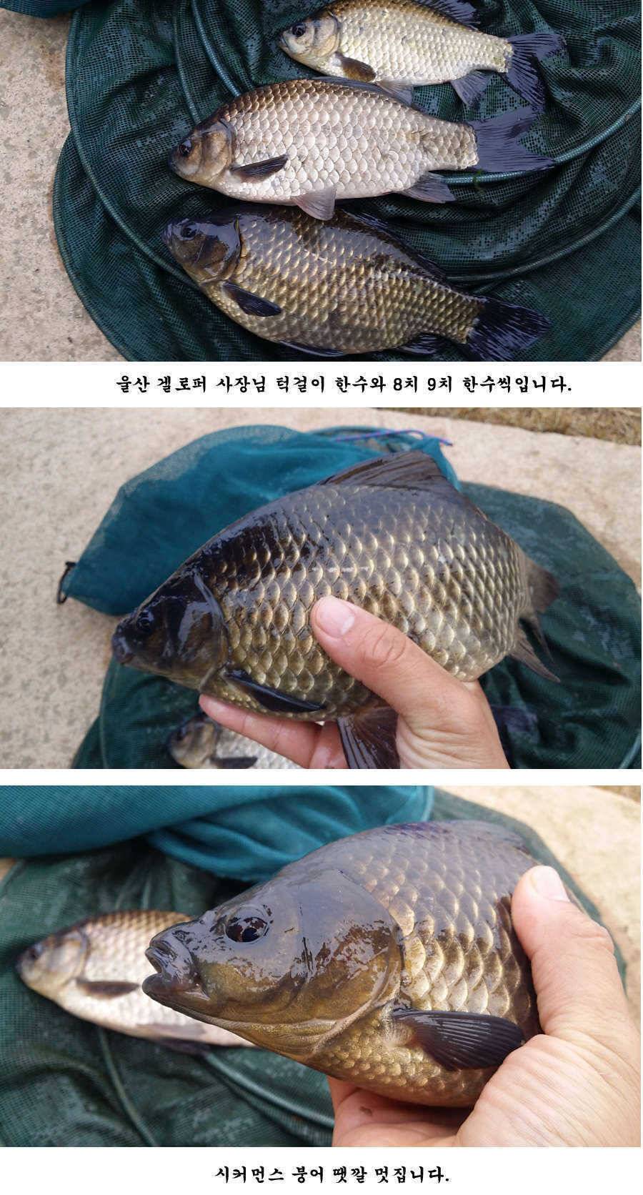 청도권 조황정보입니다 (조황조행기 - 특파원조황)