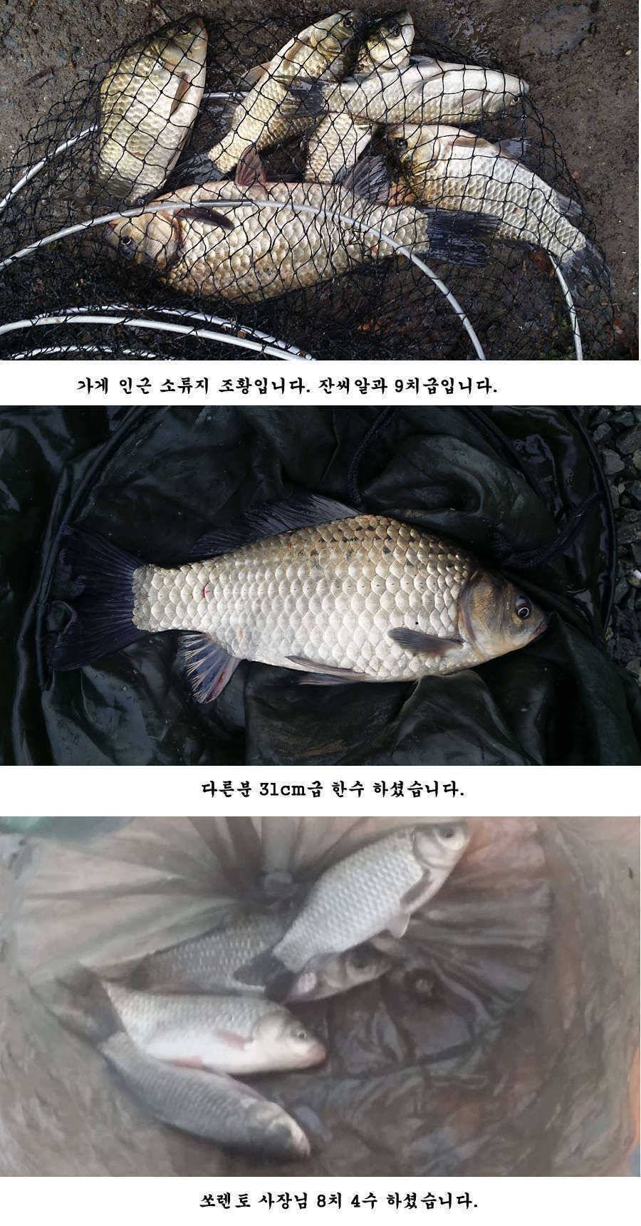청도권 조황정보입니다 (조황조행기 - 특파원조황)