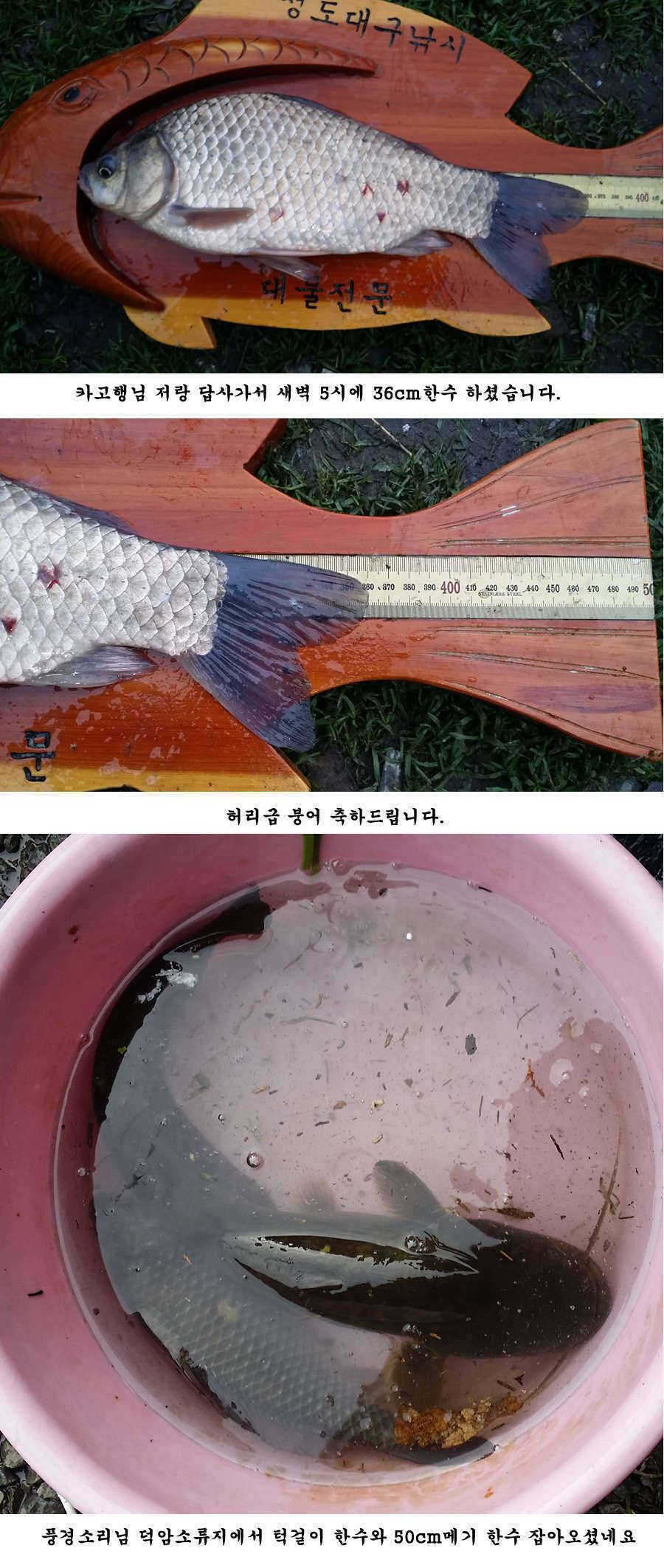 청도권 조황정보입니다 (조황조행기 - 특파원조황)