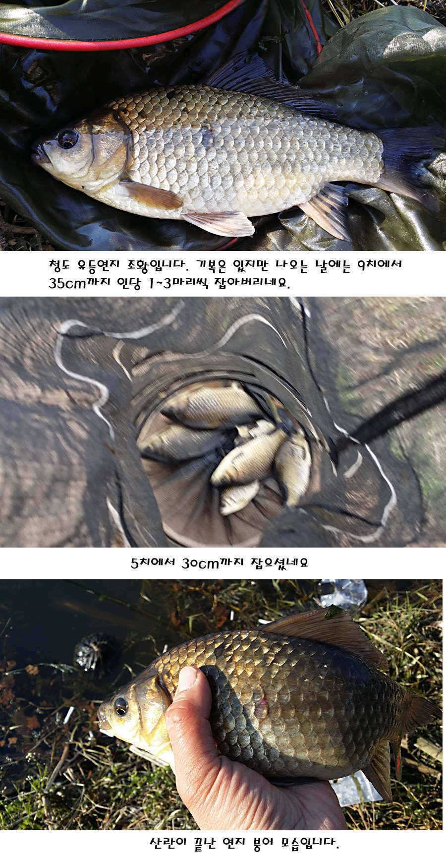 청도권 전반적으로 호조황입니다 (조황조행기 - 특파원조황)