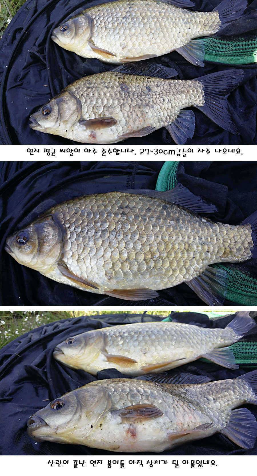 청도권 전반적으로 호조황입니다 (조황조행기 - 특파원조황)