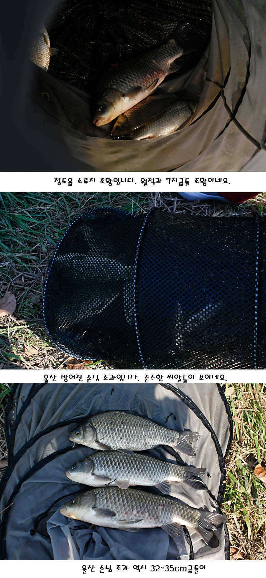 청도권 전반적으로 호조황입니다 (조황조행기 - 특파원조황)