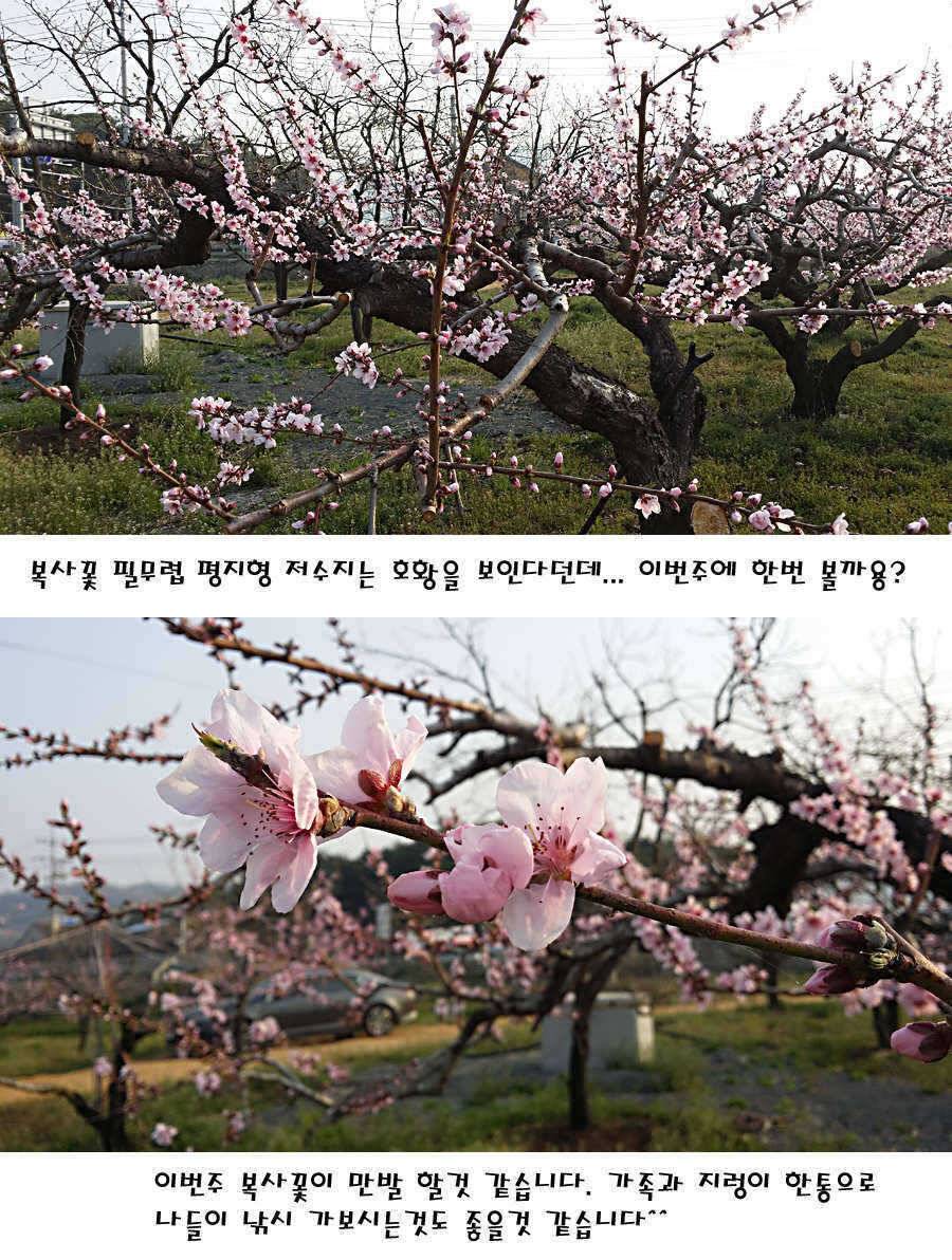 청도권 전반적으로 호조황입니다 (조황조행기 - 특파원조황)
