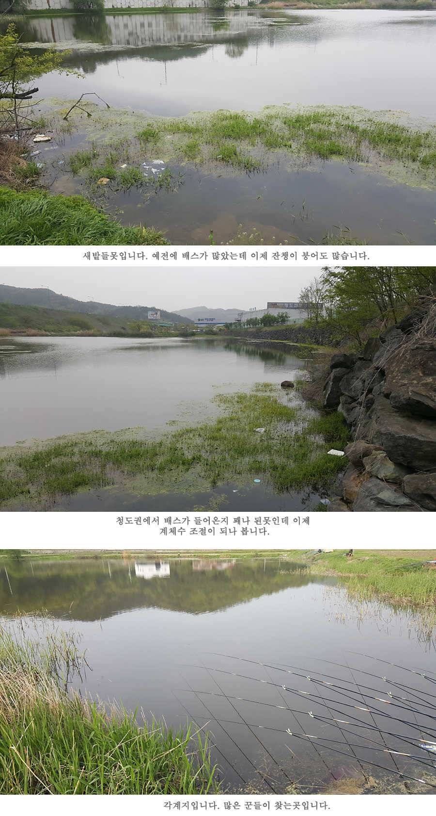 청도권 4짜와 월척급 마릿수 조황이 이어지고 있습니다 (조황조행기 - 특파원조황)