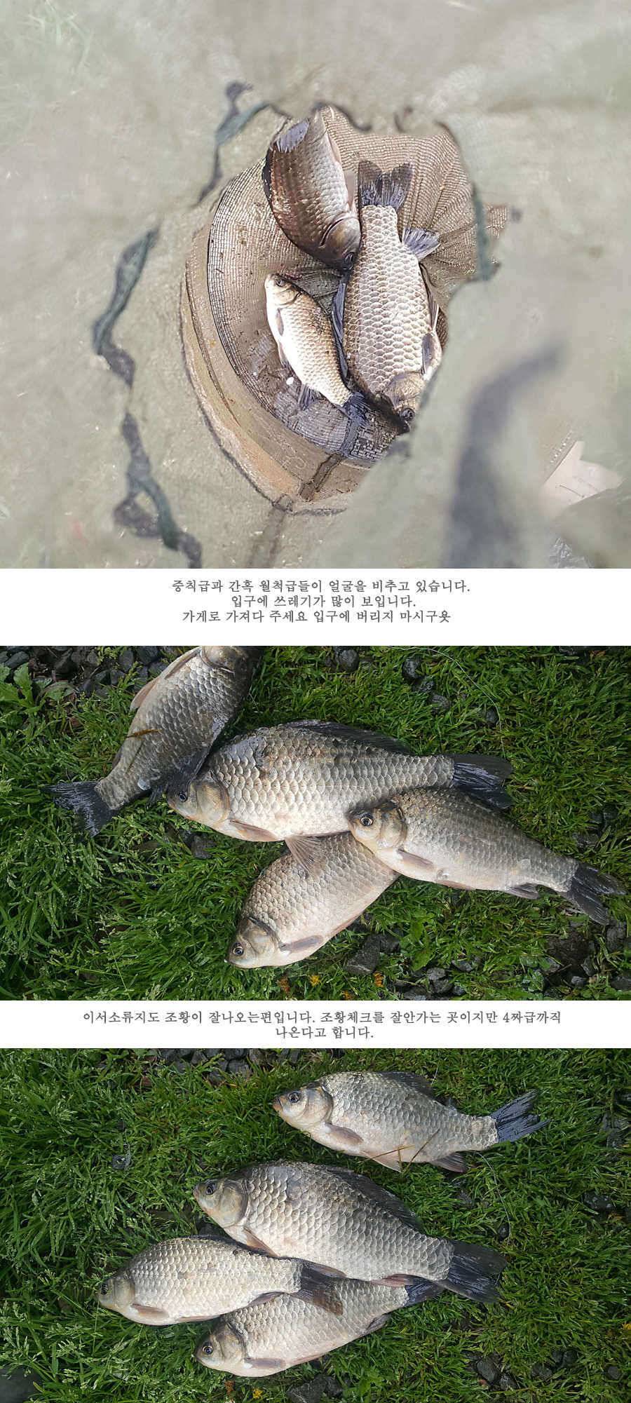 청도권 4짜와 월척급 마릿수 조황이 이어지고 있습니다 (조황조행기 - 특파원조황)
