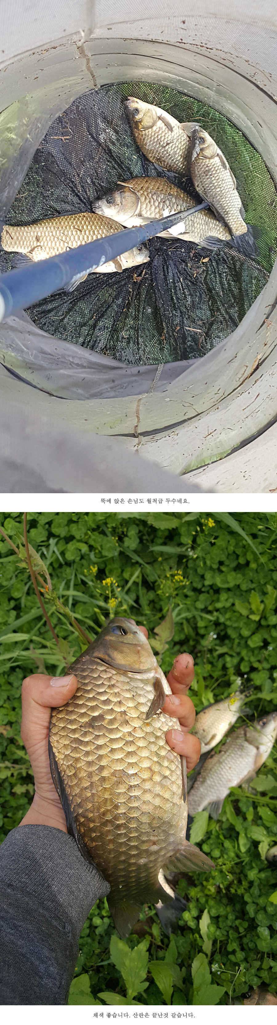 청도권 4짜와 월척급 마릿수 조황이 이어지고 있습니다 (조황조행기 - 특파원조황)
