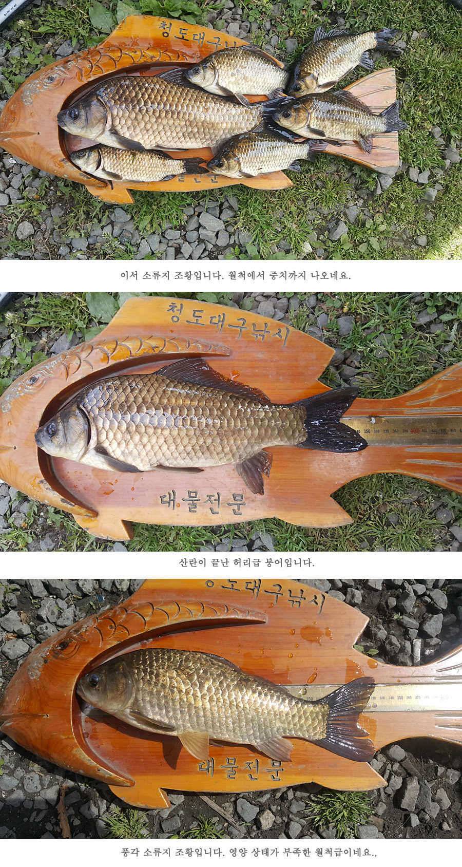 청도권 4짜와 월척급 마릿수 조황이 이어지고 있습니다 (조황조행기 - 특파원조황)