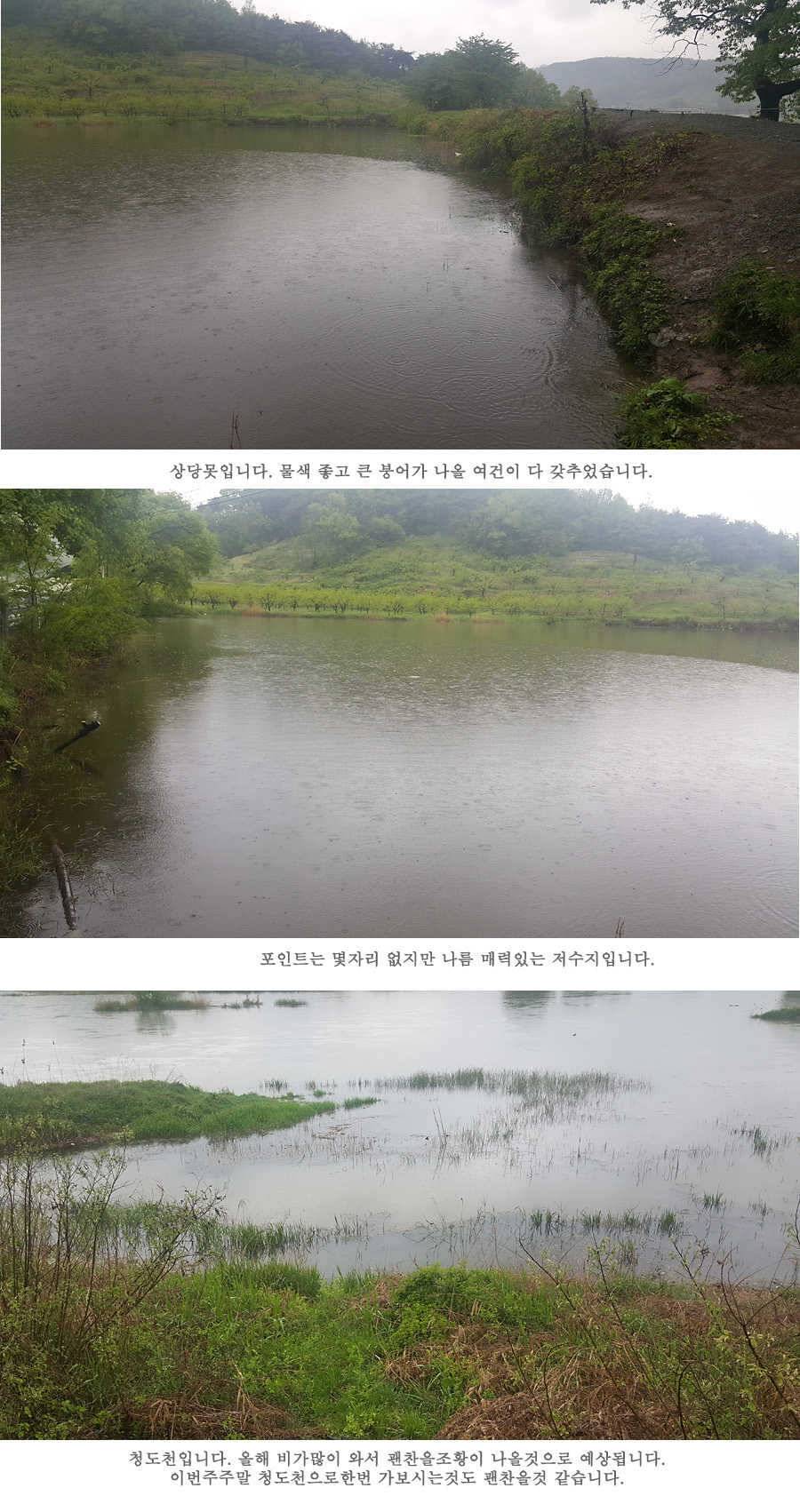 청도권 4짜와 월척급 마릿수 조황이 이어지고 있습니다 (조황조행기 - 특파원조황)