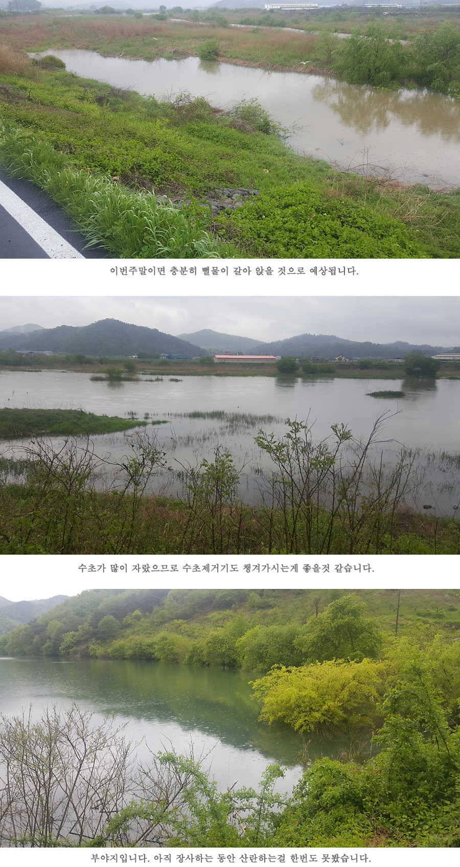 청도권 4짜와 월척급 마릿수 조황이 이어지고 있습니다 (조황조행기 - 특파원조황)