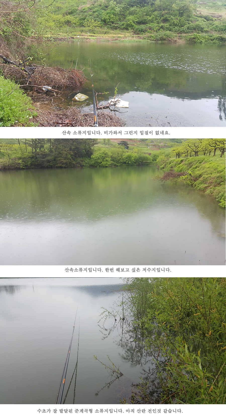 청도권 4짜와 월척급 마릿수 조황이 이어지고 있습니다 (조황조행기 - 특파원조황)