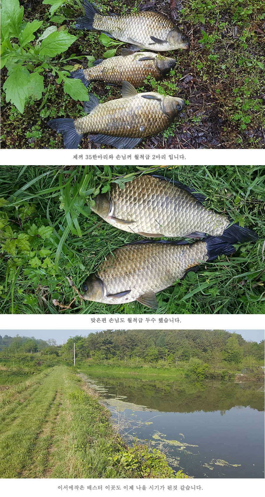 청도권 4짜와 월척급 마릿수 조황이 이어지고 있습니다 (조황조행기 - 특파원조황)