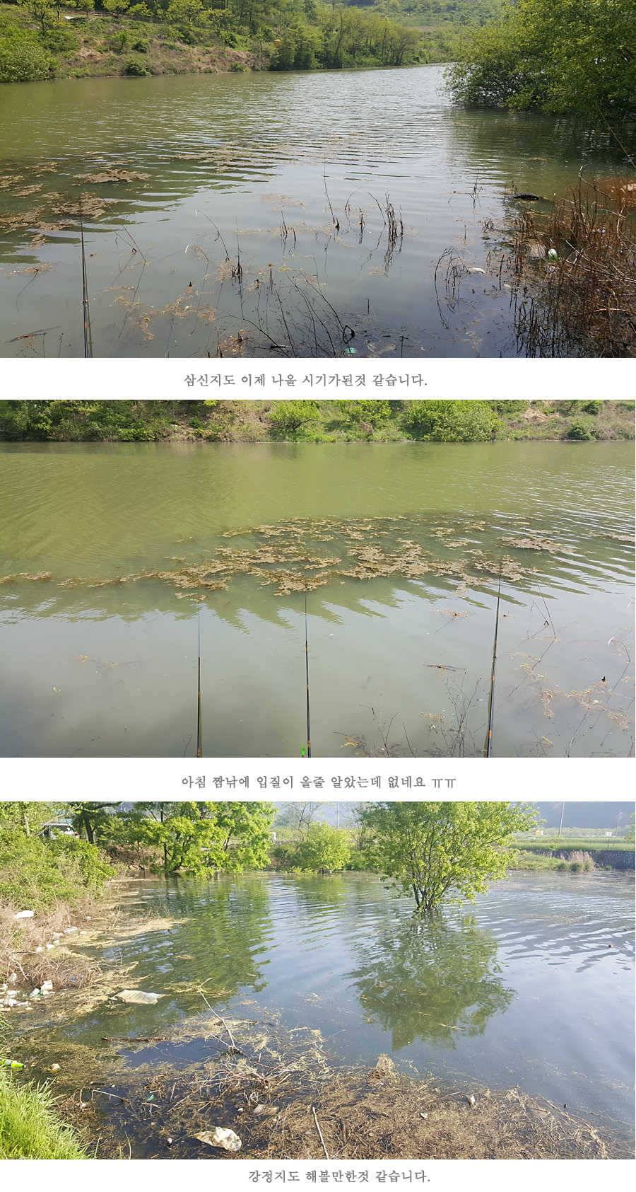 청도권 4짜와 월척급 마릿수 조황이 이어지고 있습니다 (조황조행기 - 특파원조황)