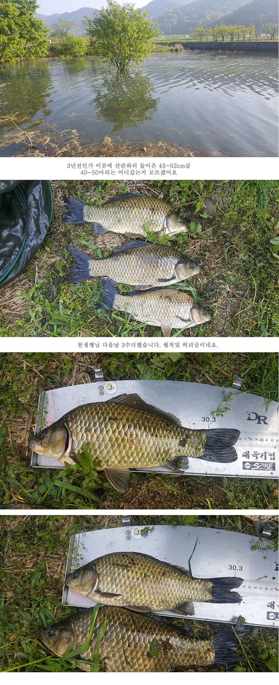 청도권 4짜와 월척급 마릿수 조황이 이어지고 있습니다 (조황조행기 - 특파원조황)