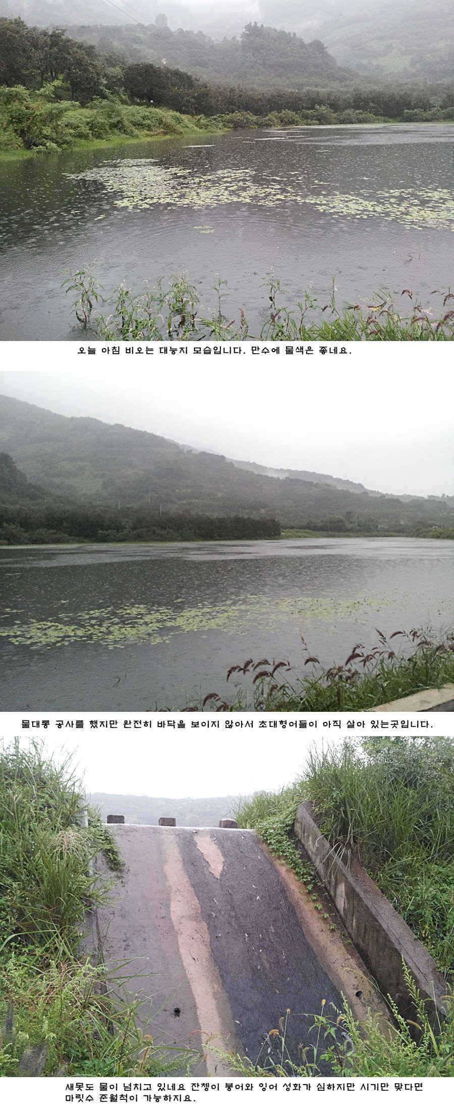 청도권 주말 주중 조황 (조황조행기 - 특파원조황)