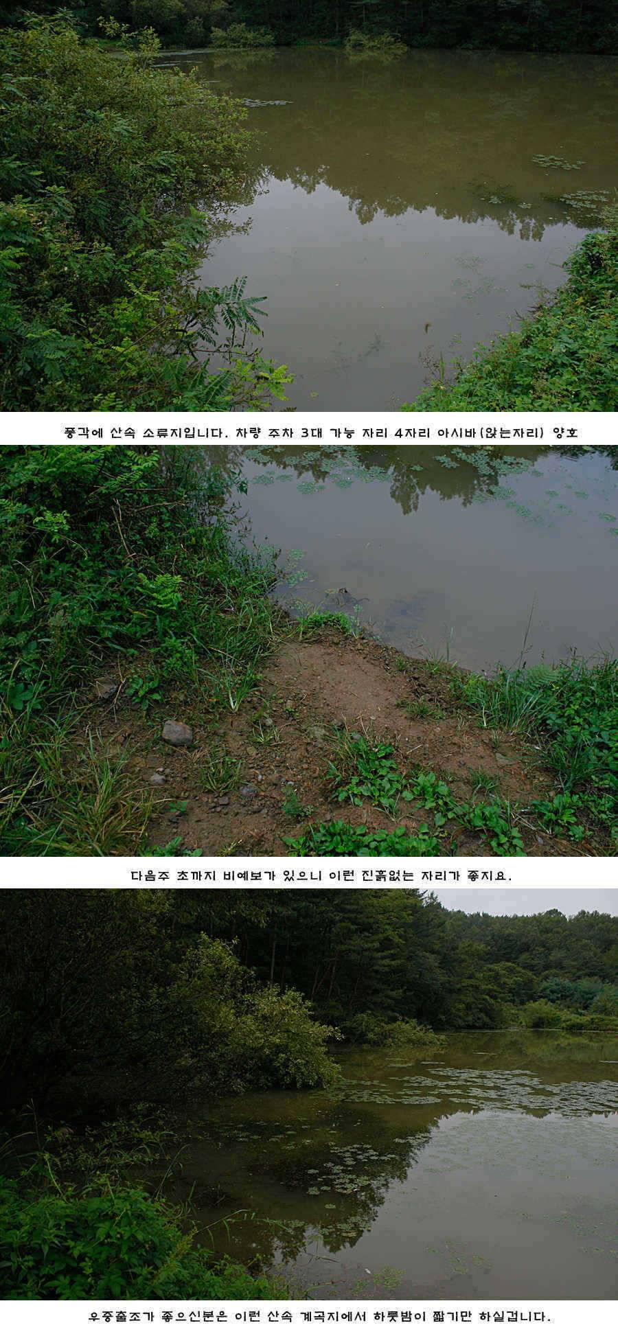 청도권 주말 주중 조황 (조황조행기 - 특파원조황)