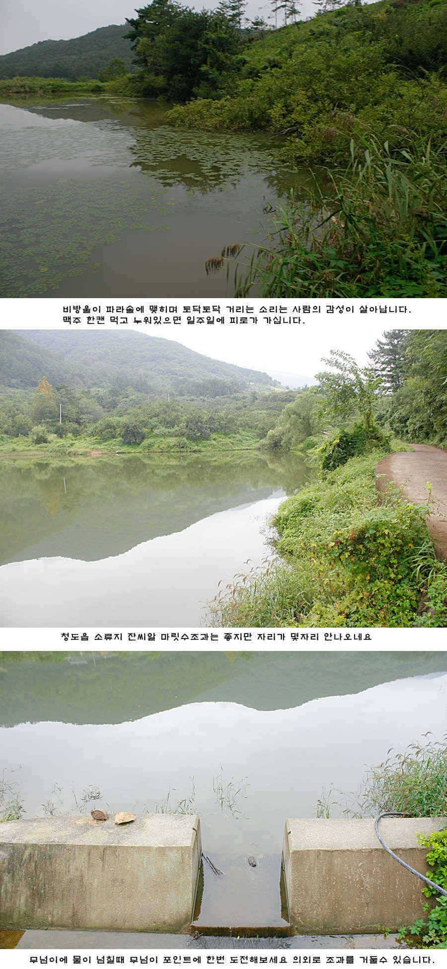 청도권 주말 주중 조황 (조황조행기 - 특파원조황)