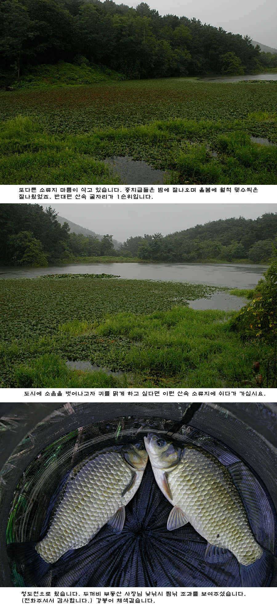 청도권 주말 주중 조황 (조황조행기 - 특파원조황)