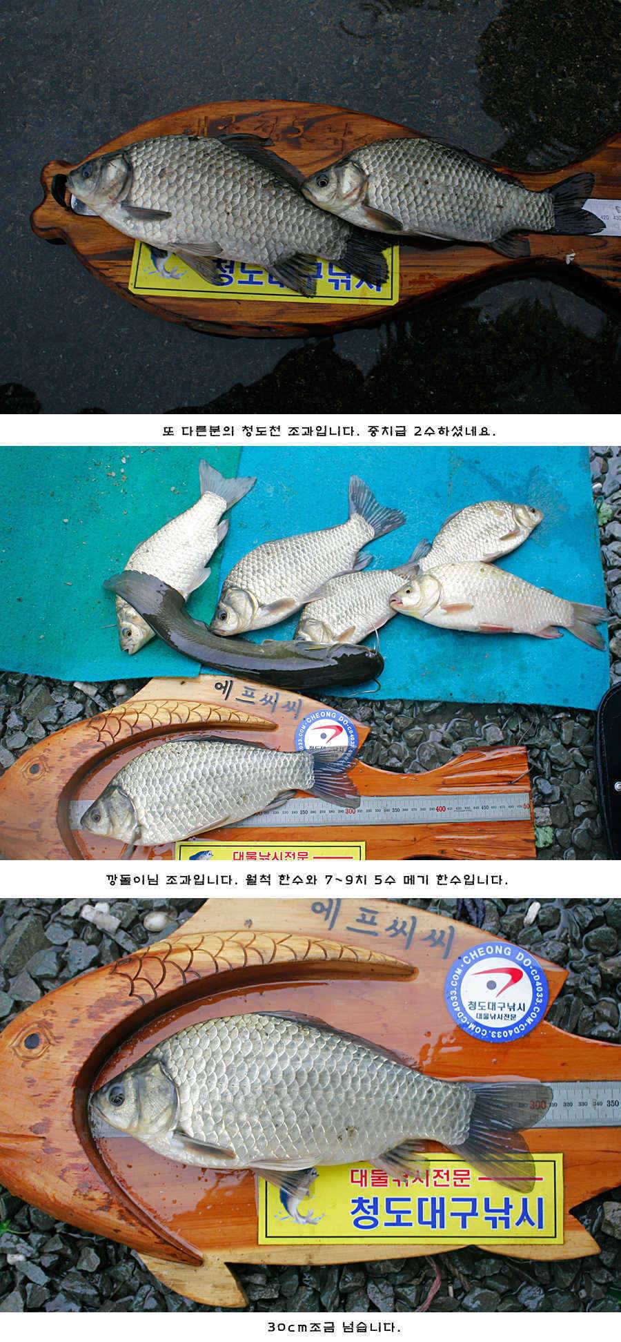 청도권 주말 주중 조황 (조황조행기 - 특파원조황)