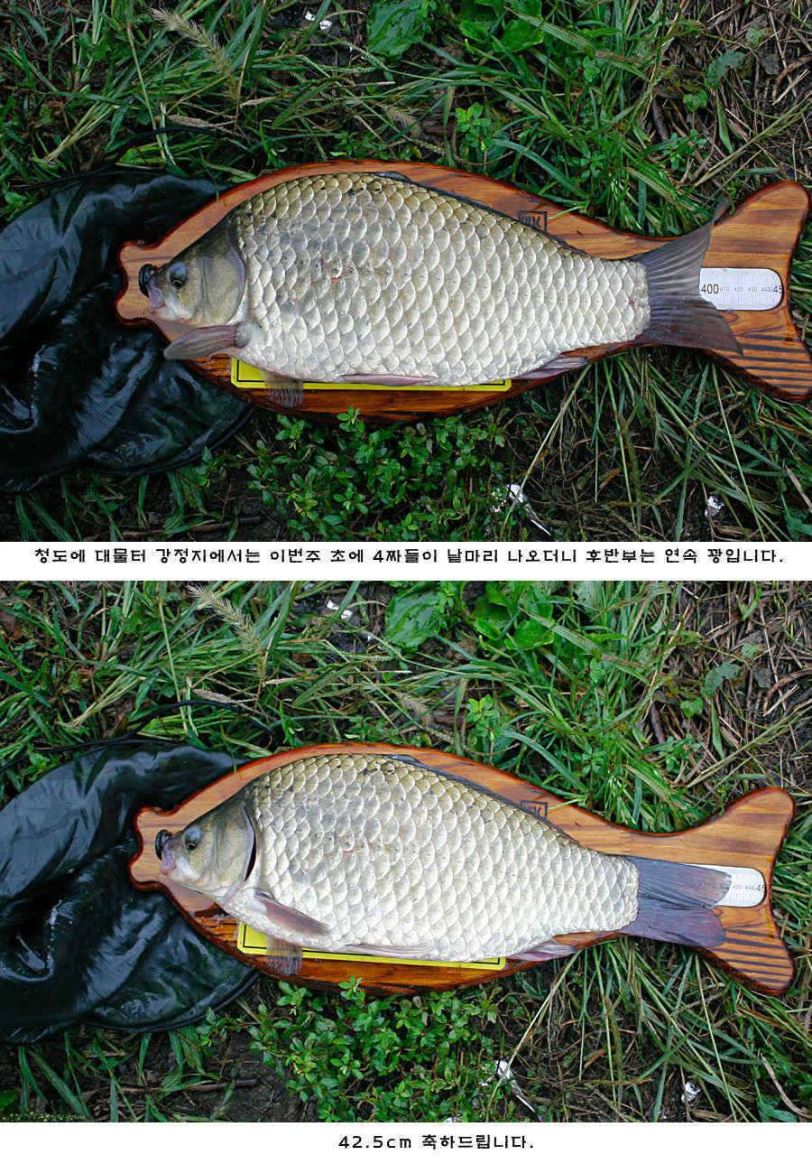 청도권 주말 주중 조황 (조황조행기 - 특파원조황)