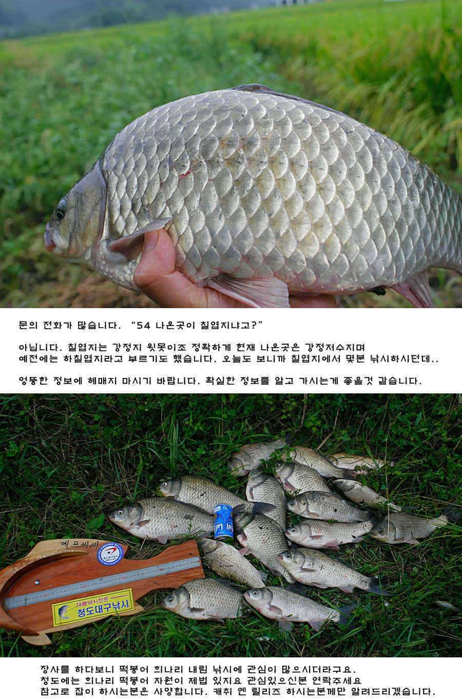 청도권 주말 주중 조황 (조황조행기 - 특파원조황)