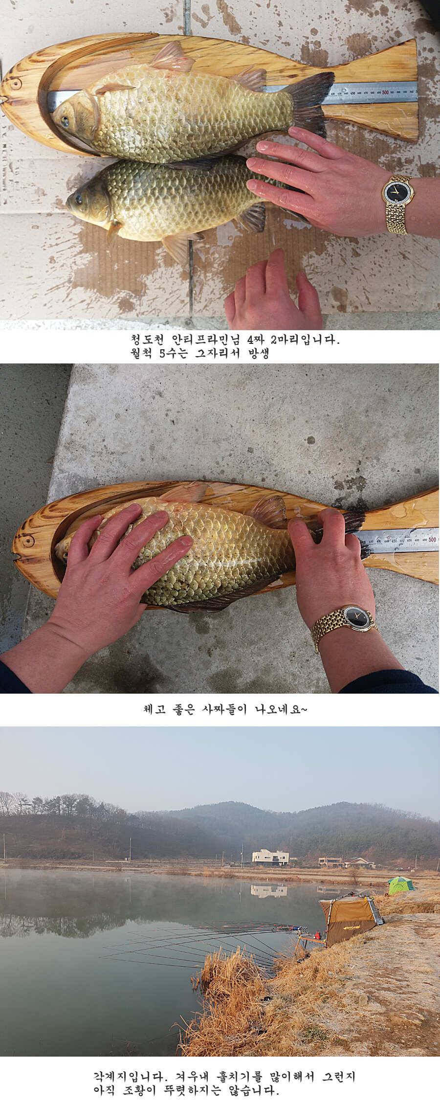 청도권 벌써 40 422 462cm들이 (조황조행기 - 특파원조황)