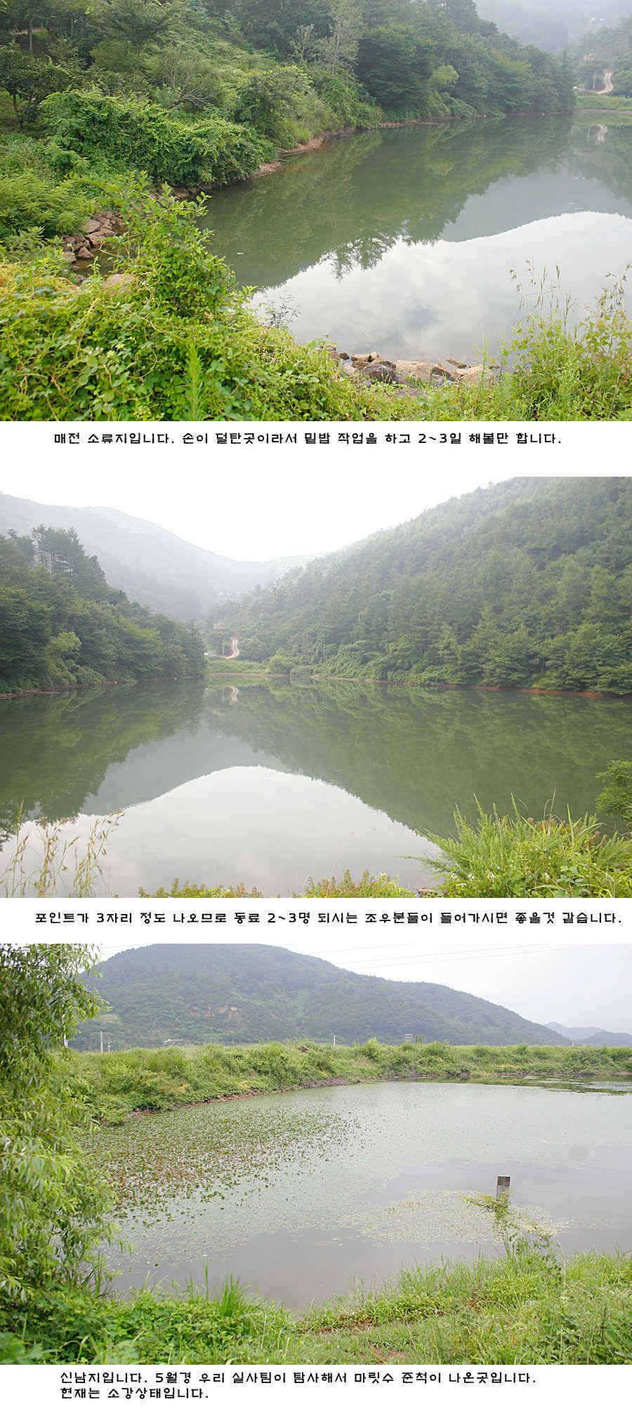 청도권 주중 조황 (조황조행기 - 특파원조황)