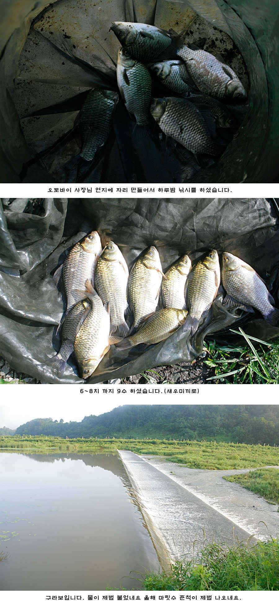 청도권 주중 조황 (조황조행기 - 특파원조황)