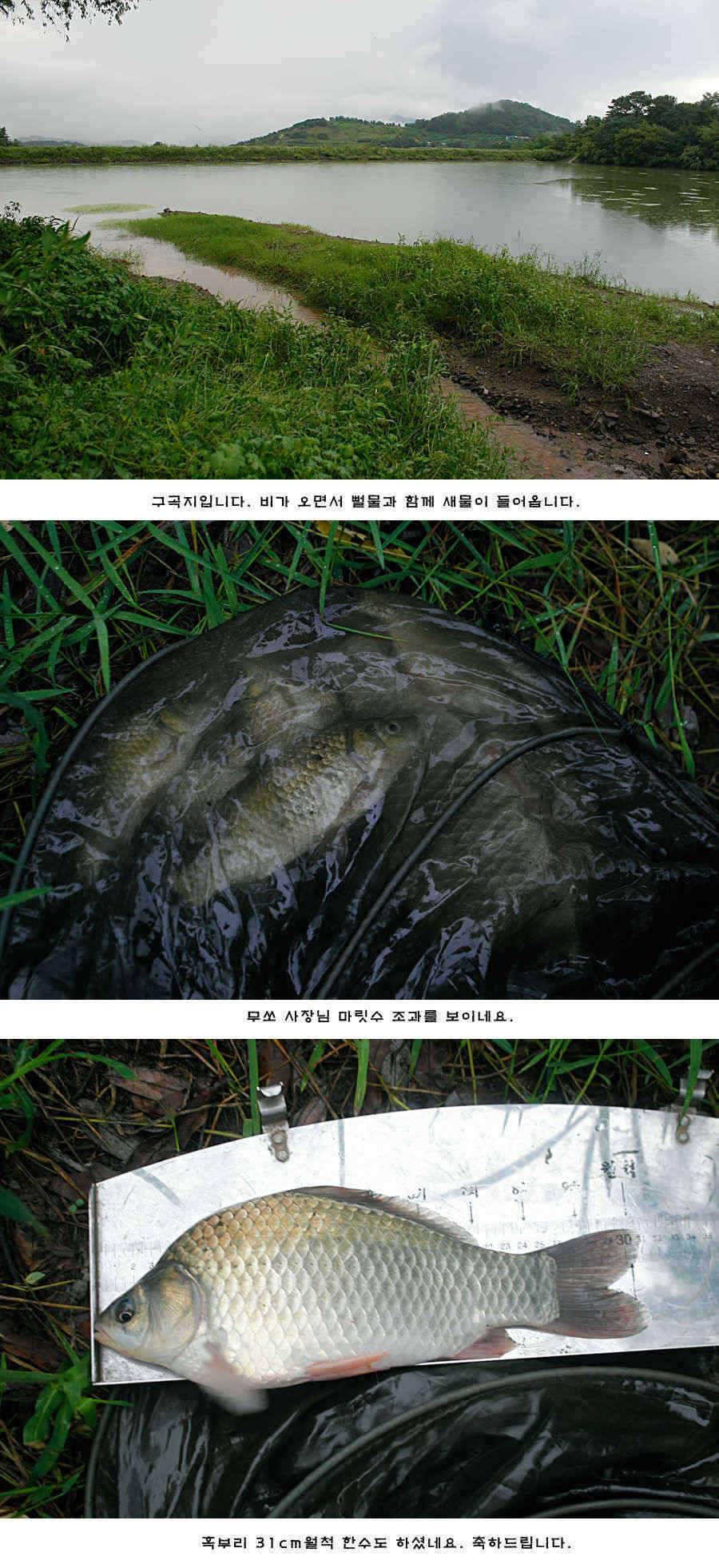 청도권 주중 조황 (조황조행기 - 특파원조황)