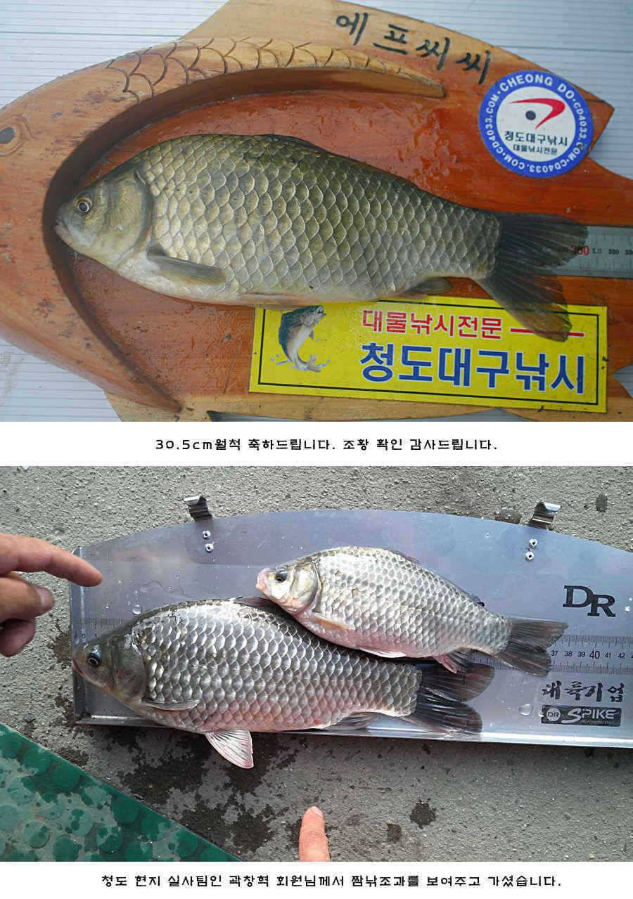 청도권 주중 조황 (조황조행기 - 특파원조황)