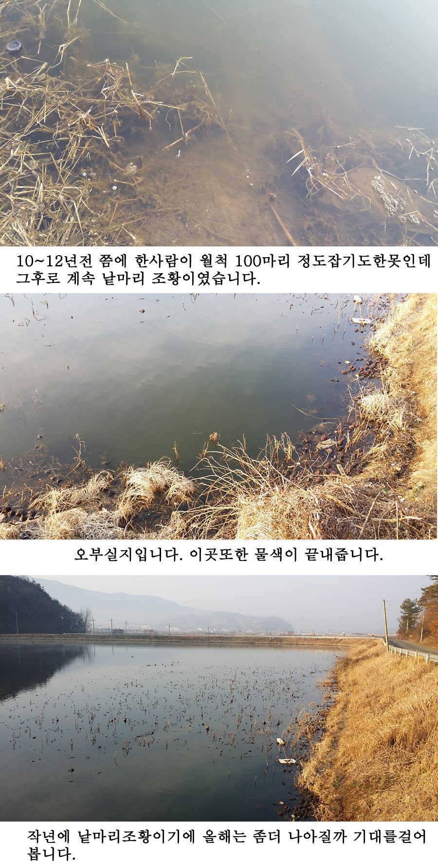 청도권 봄소식입니다 (조황조행기 - 특파원조황)