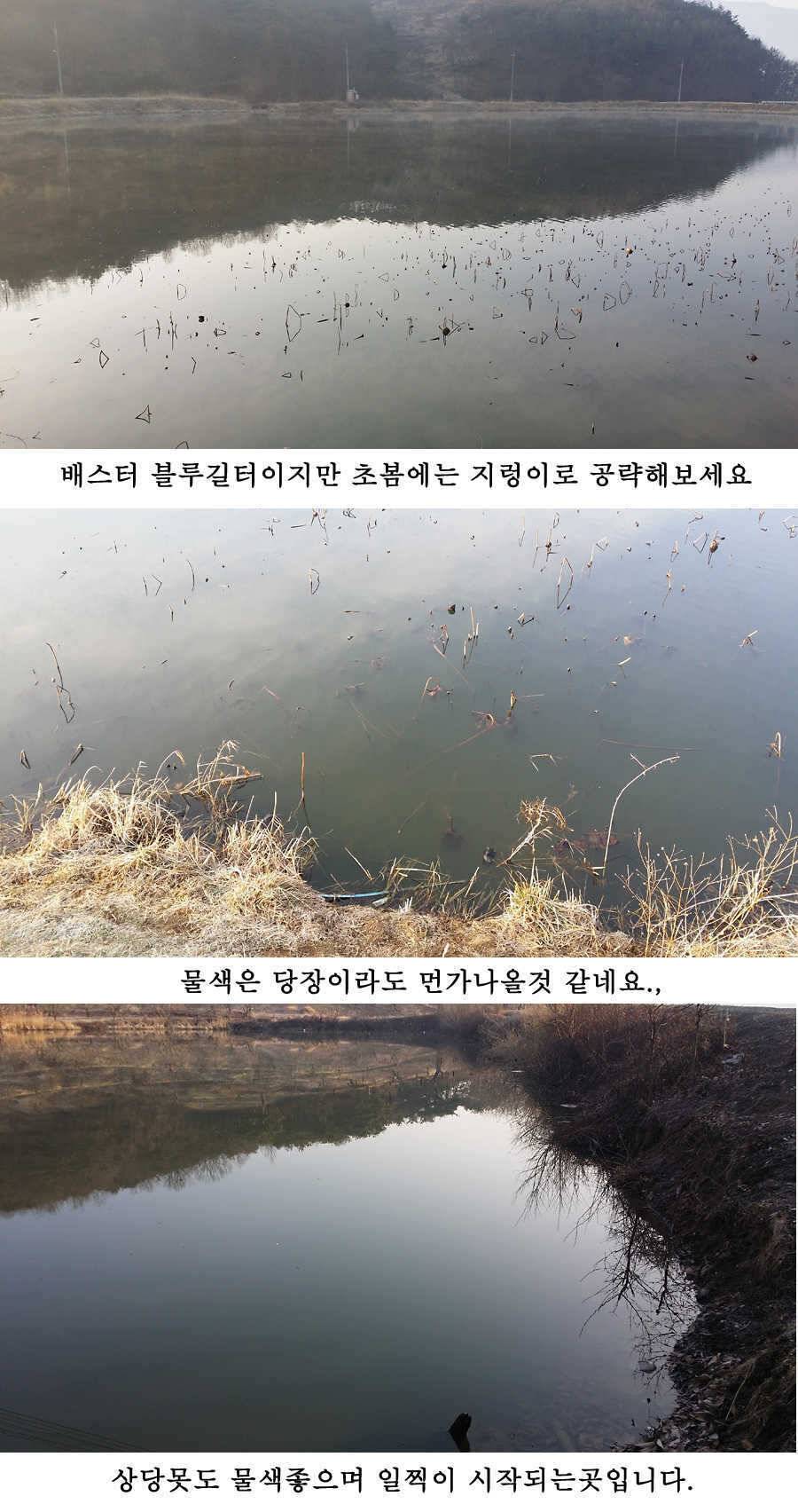 청도권 봄소식입니다 (조황조행기 - 특파원조황)