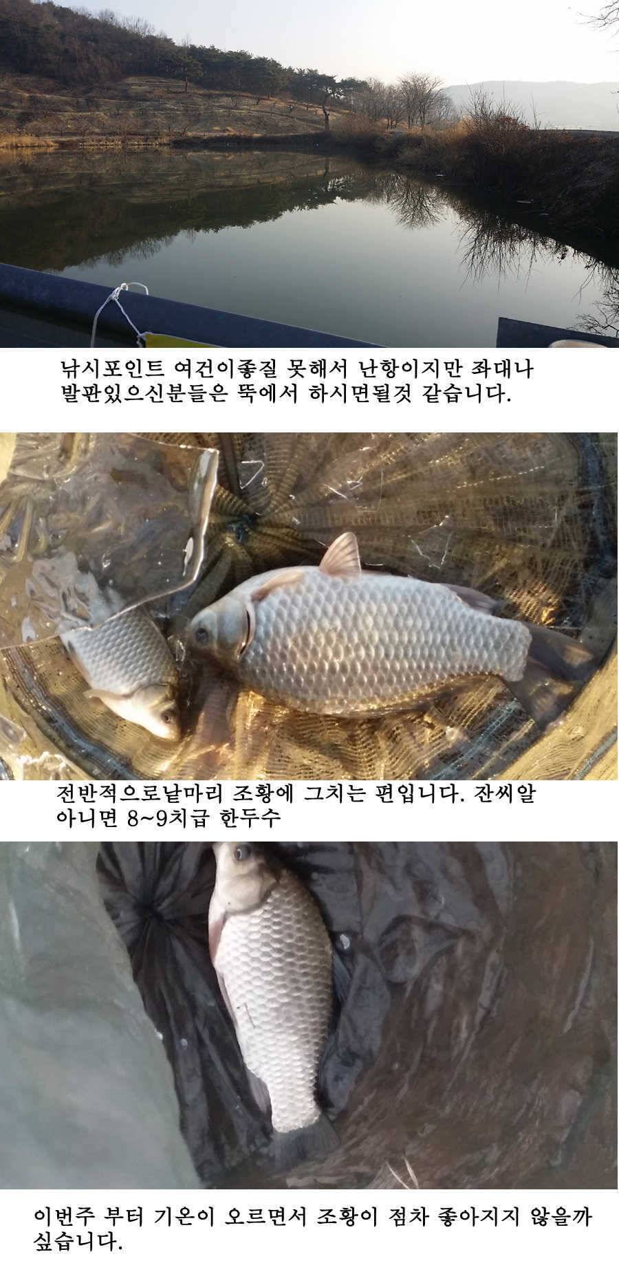 청도권 봄소식입니다 (조황조행기 - 특파원조황)