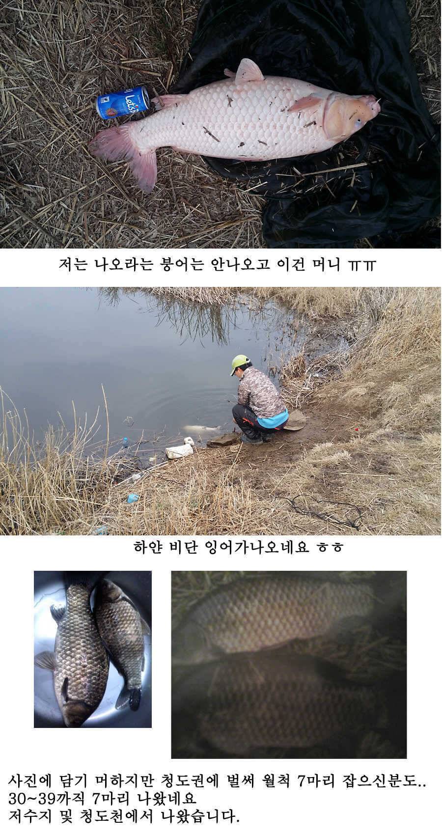 청도권 봄소식입니다 (조황조행기 - 특파원조황)