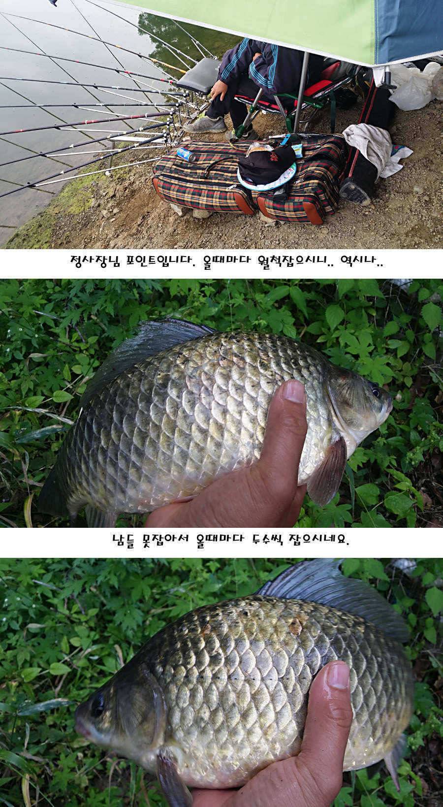 청도권 지난주 주중 조황정보 (조황조행기 - 특파원조황)
