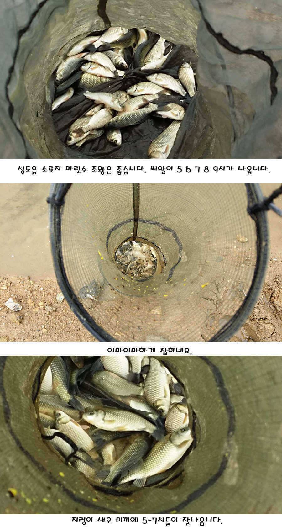 청도권 지난주 주중 조황정보 (조황조행기 - 특파원조황)