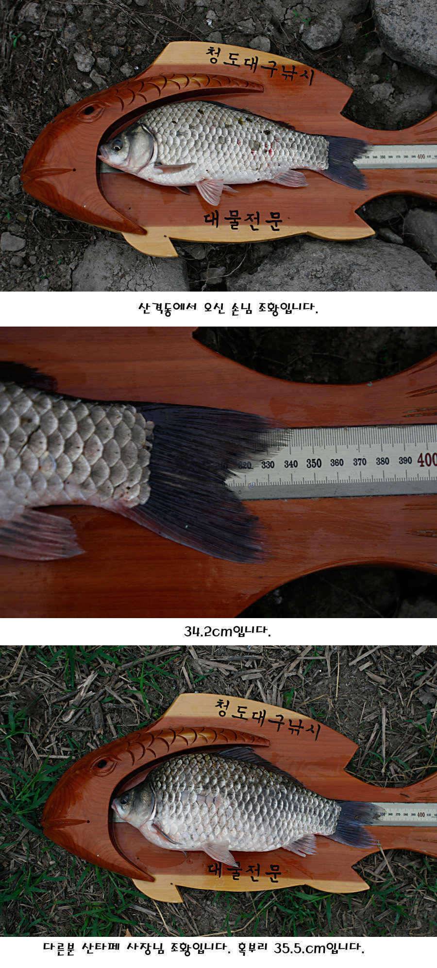 청도권 지난주 주중 조황정보 (조황조행기 - 특파원조황)