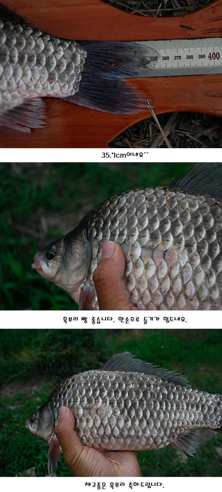청도권 지난주 주중 조황정보 (조황조행기 - 특파원조황)