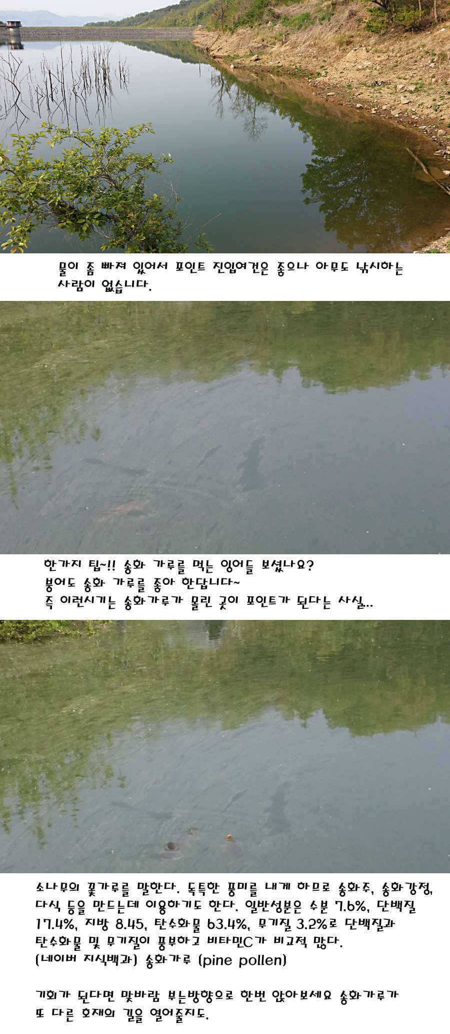 청도권 40 41 415 48cm 대물들의 반란 (조황조행기 - 특파원조황)