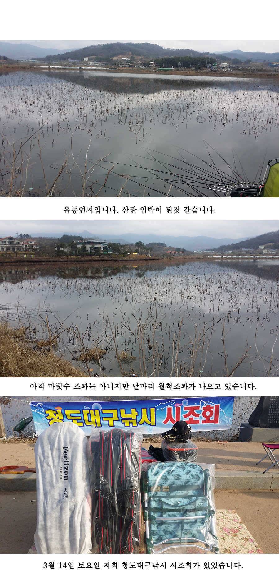 청도권 산란 임박 (조황조행기 - 특파원조황)
