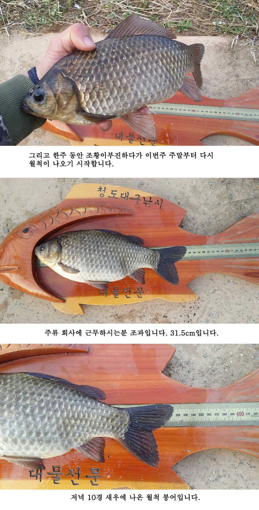 청도권 산란 임박 (조황조행기 - 특파원조황)
