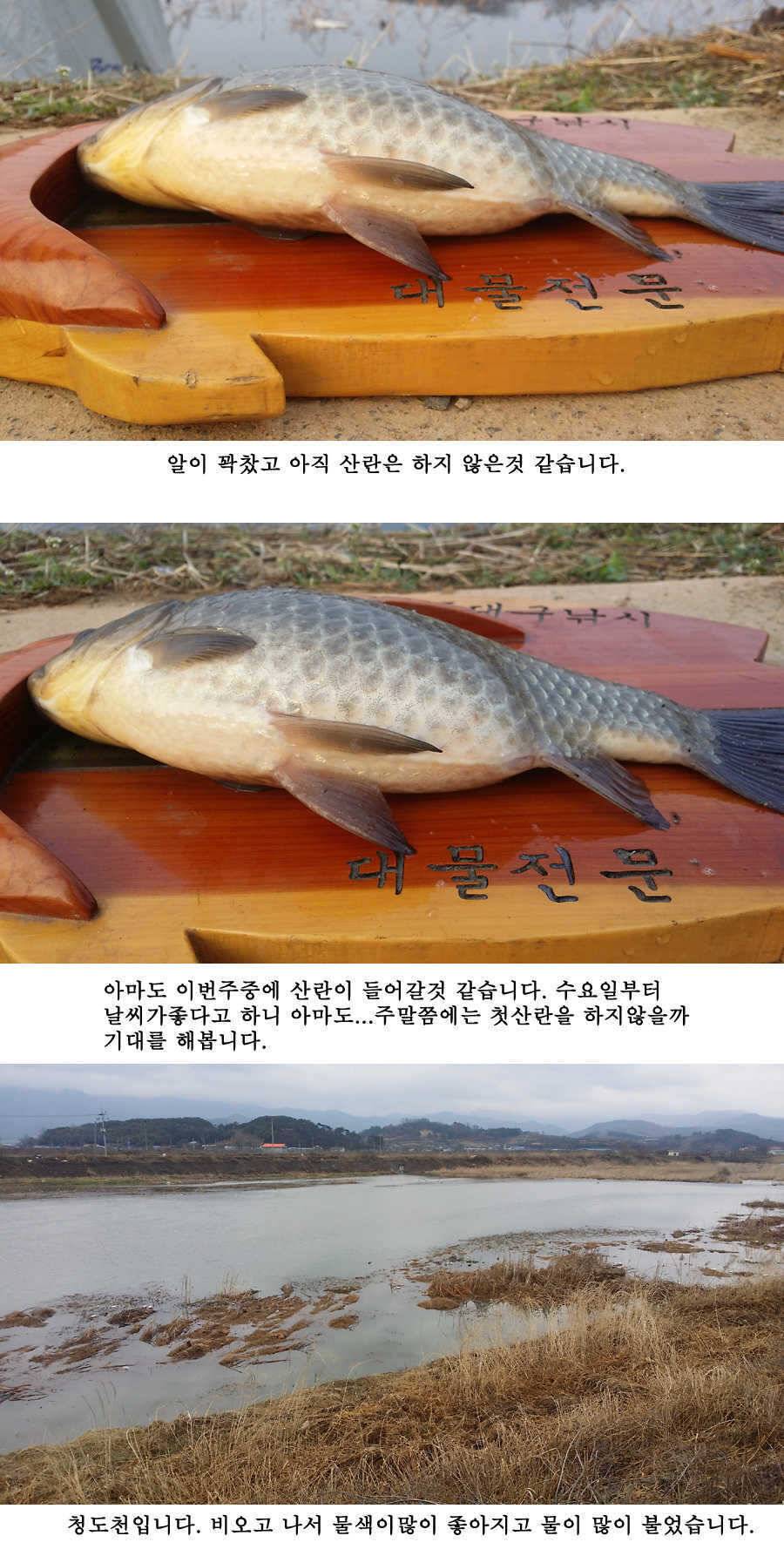 청도권 산란 임박 (조황조행기 - 특파원조황)