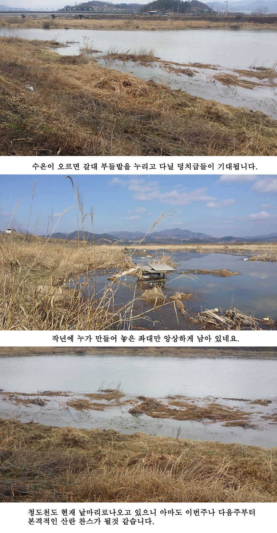 청도권 산란 임박 (조황조행기 - 특파원조황)