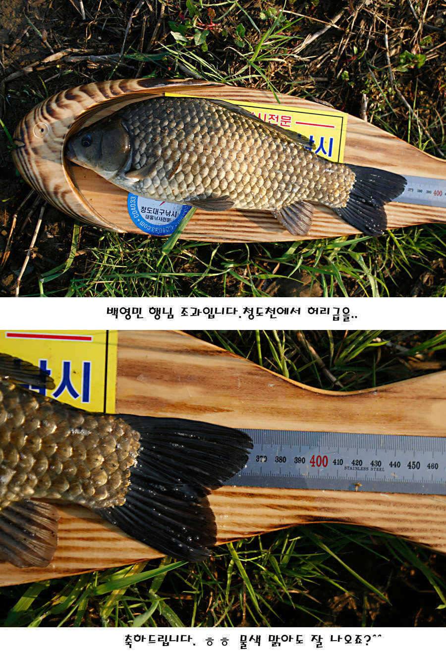 청도권 40 41 415 48cm 대물들의 반란 (조황조행기 - 특파원조황)