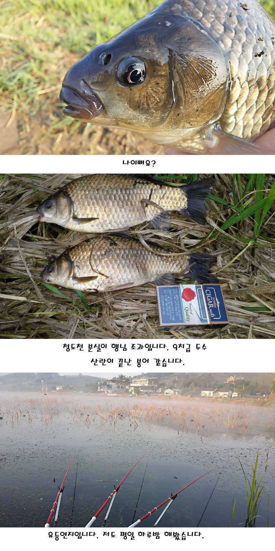 청도권 40 41 415 48cm 대물들의 반란 (조황조행기 - 특파원조황)