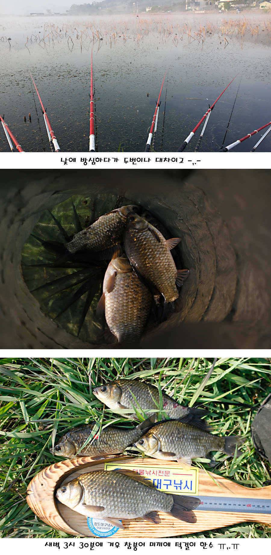 청도권 40 41 415 48cm 대물들의 반란 (조황조행기 - 특파원조황)