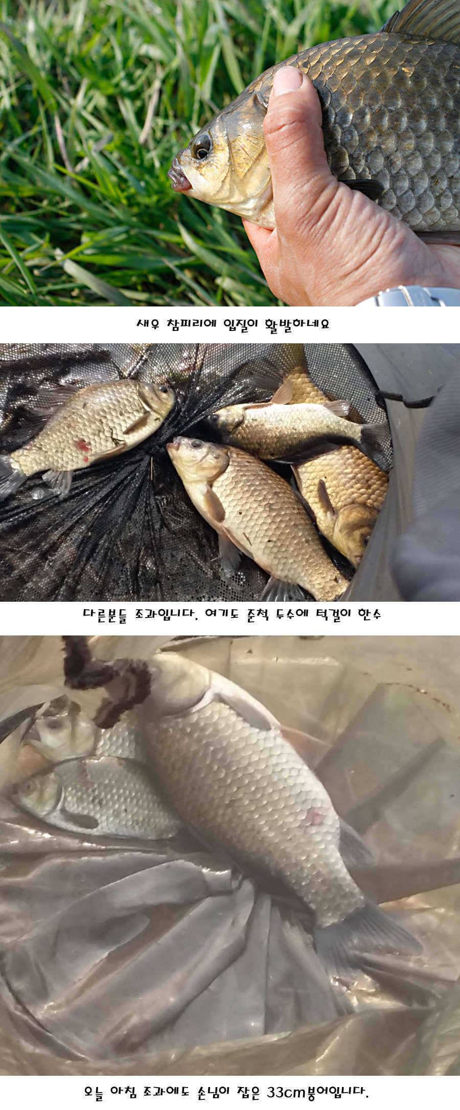 청도권 40 41 415 48cm 대물들의 반란 (조황조행기 - 특파원조황)