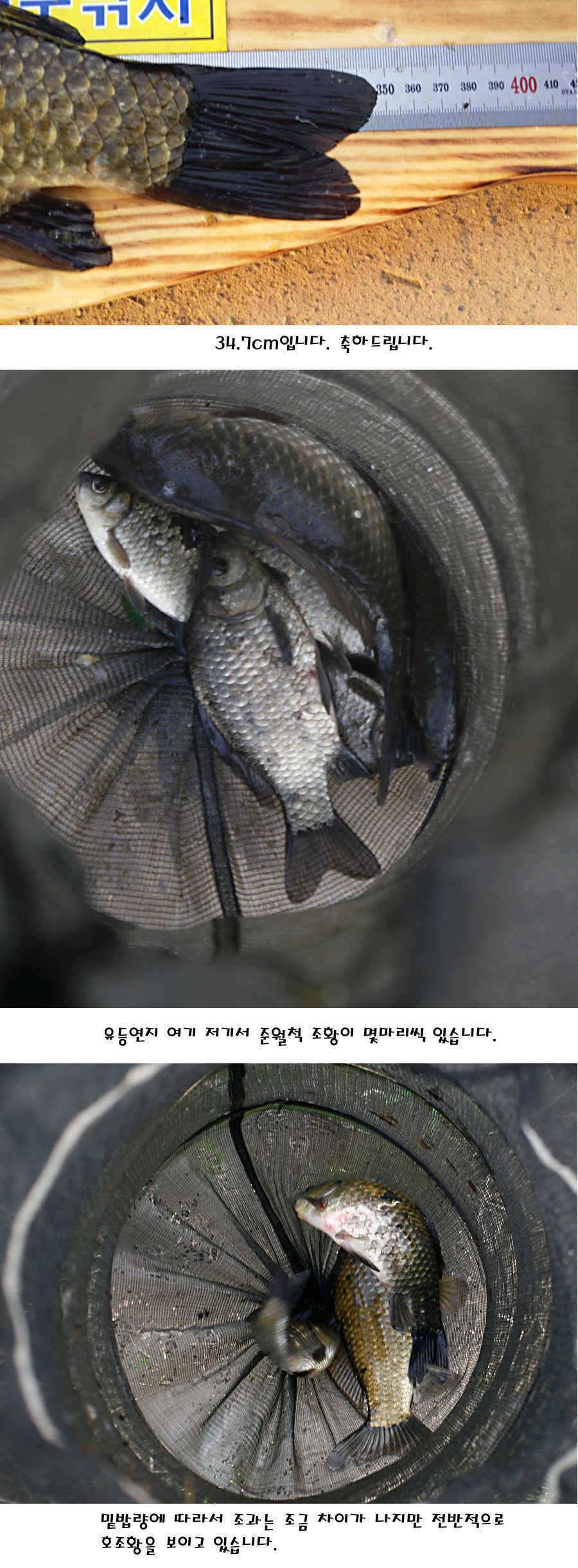 청도권 40 41 415 48cm 대물들의 반란 (조황조행기 - 특파원조황)