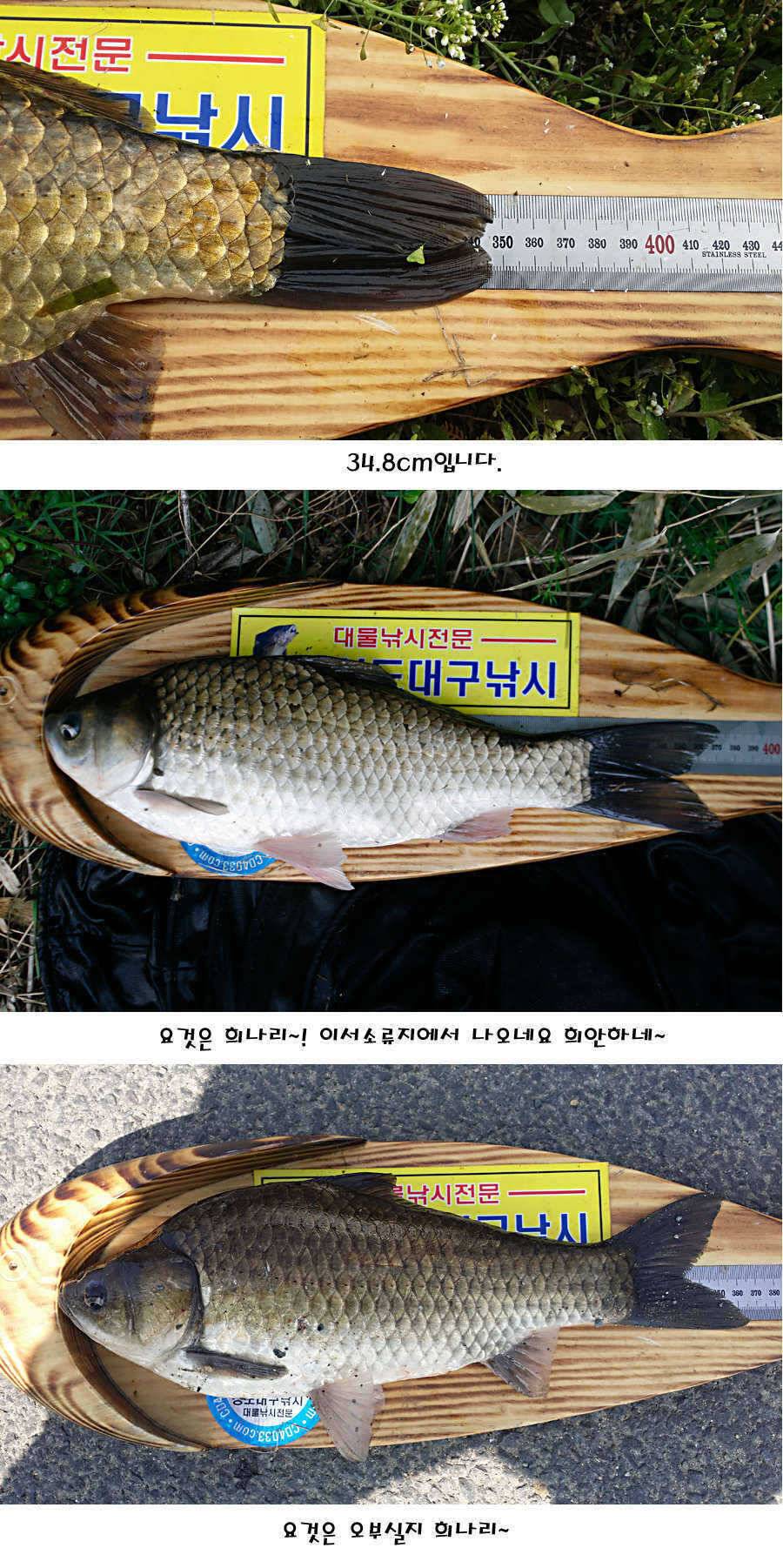 청도권 40 41 415 48cm 대물들의 반란 (조황조행기 - 특파원조황)