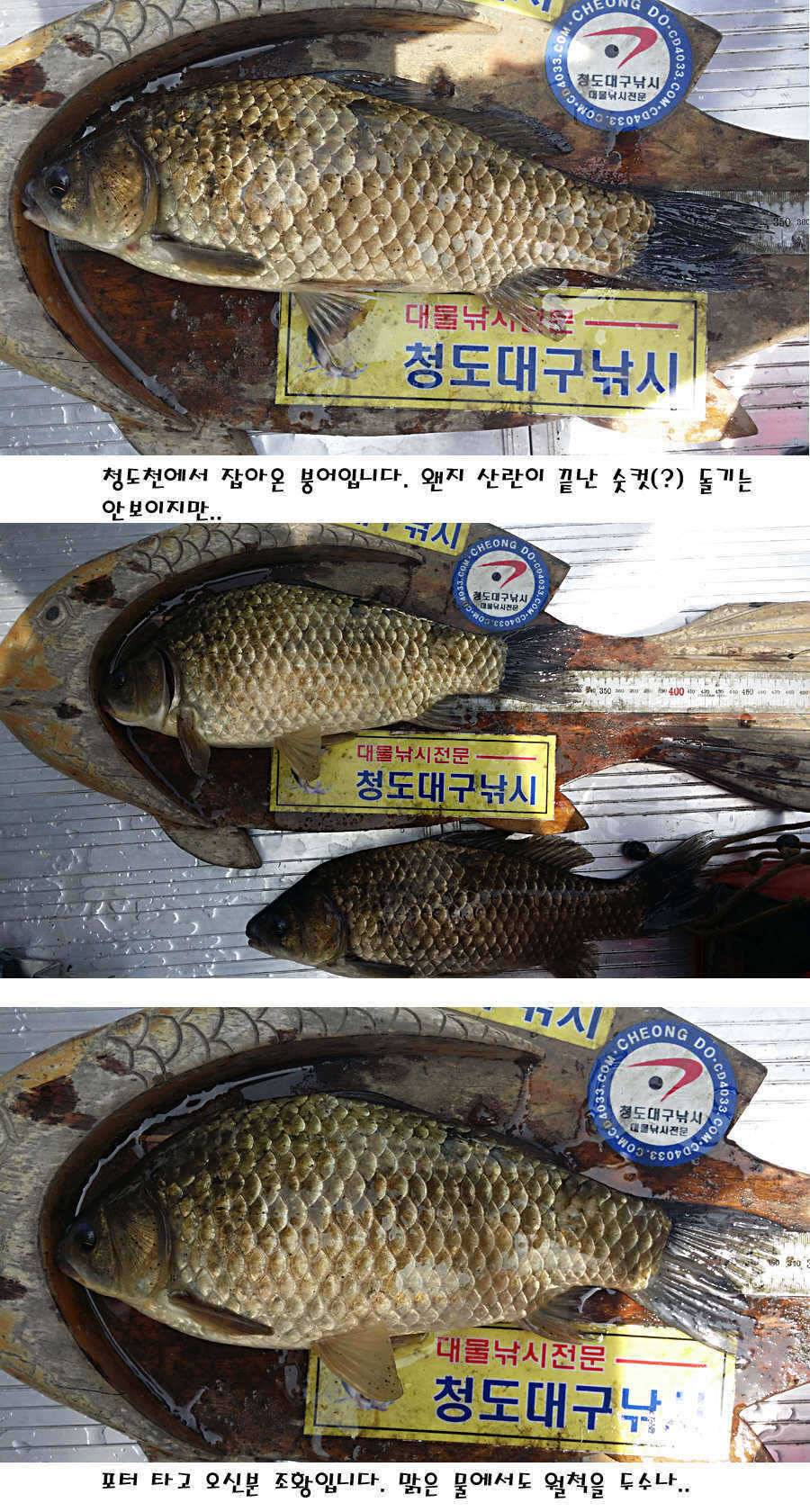 청도권 40 41 415 48cm 대물들의 반란 (조황조행기 - 특파원조황)