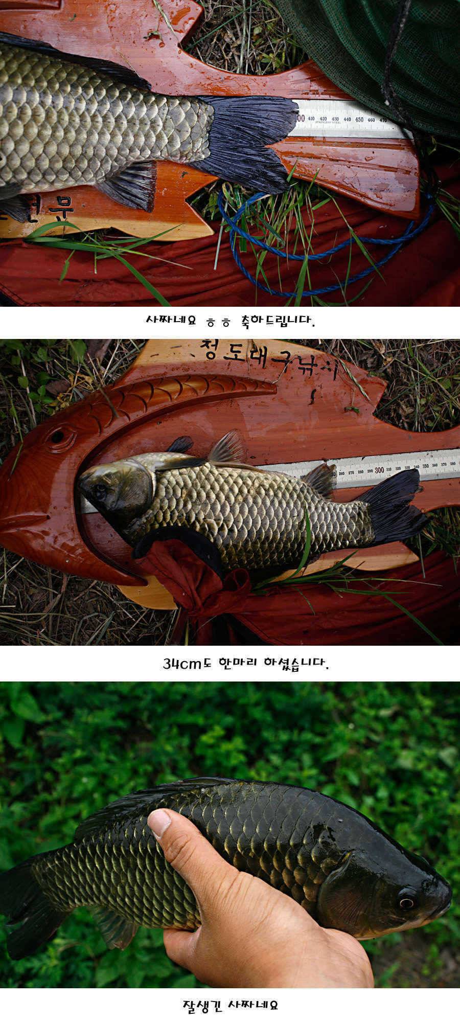 청도권 지난주 주중 조황정보 (조황조행기 - 특파원조황)